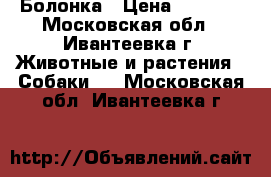 Болонка › Цена ­ 5 000 - Московская обл., Ивантеевка г. Животные и растения » Собаки   . Московская обл.,Ивантеевка г.